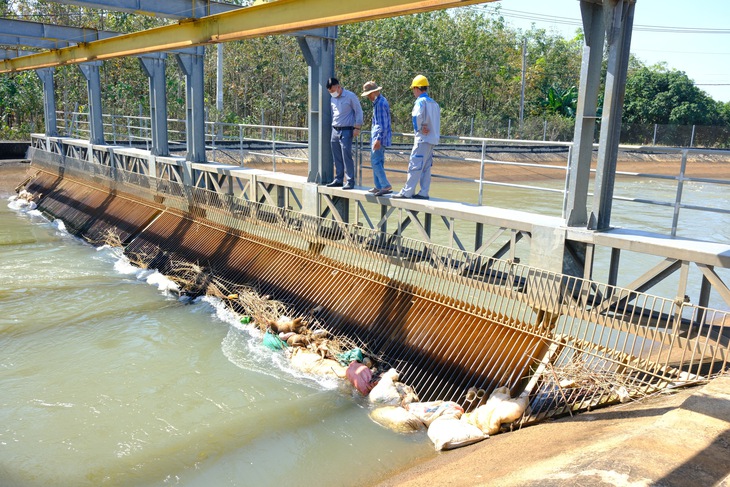 Kinh hãi xác heo, động vật thối rữa trên kênh dẫn nước vào hồ Dầu Tiếng - Ảnh 1.