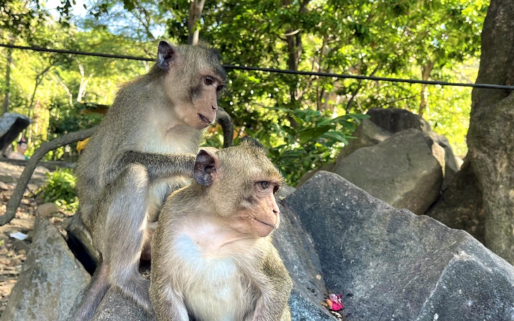 Bắt được 3 con khỉ quậy phá khuôn viên công ty ở xã Xuân Thới Sơn, TP.HCM - Ảnh 4.