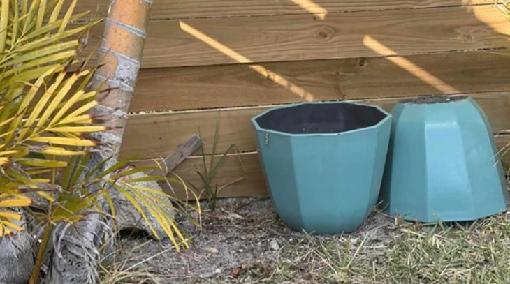 thằn lằn - Ảnh 1.