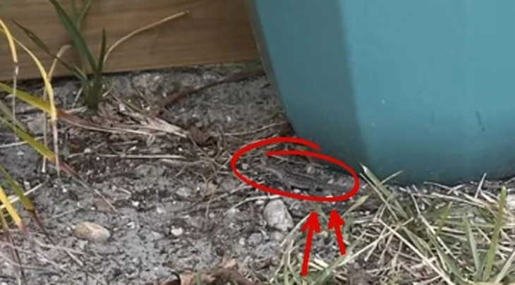 thằn lằn - Ảnh 2.