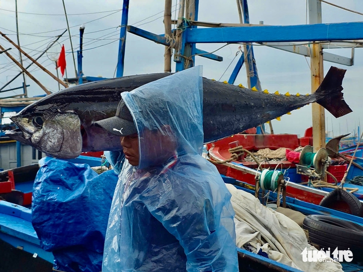 Rộn rịp tàu trúng cá ngừ về cảng Đắk Lắk những ngày cận Tết - Ảnh 3.