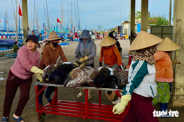 cá ngừ - Ảnh 4.