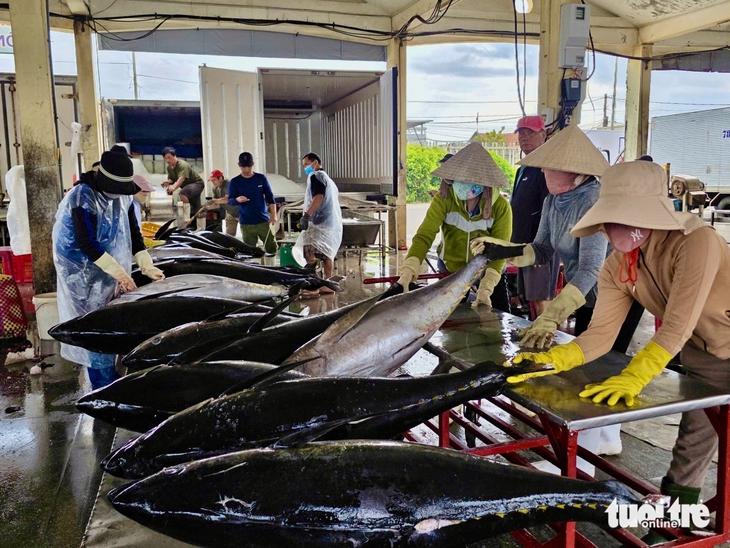 cá ngừ - Ảnh 5.