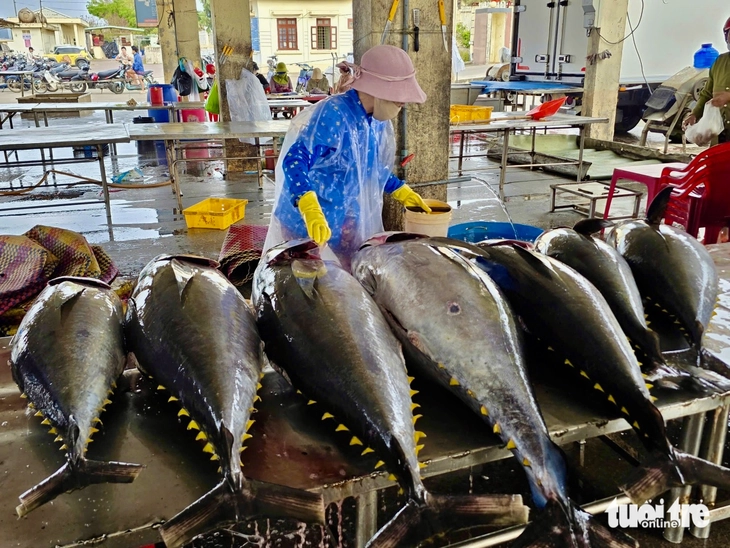 cá ngừ - Ảnh 6.