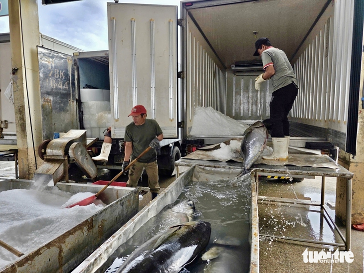 Rộn rịp tàu trúng cá ngừ về cảng Đắk Lắk những ngày cận Tết - Ảnh 8.