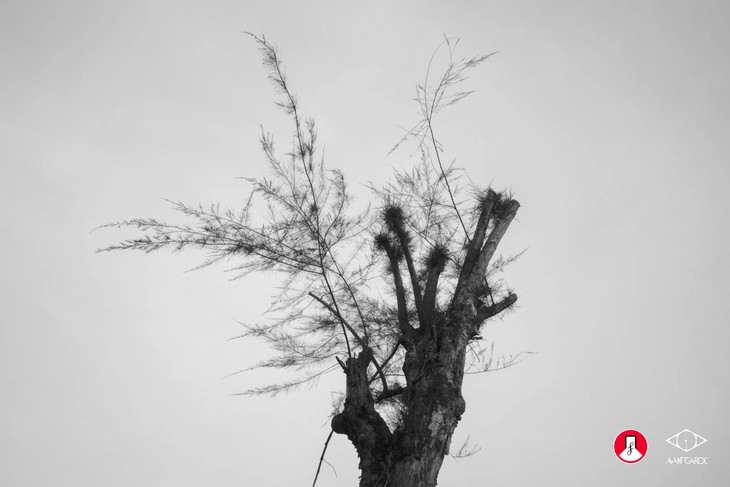 nhiếp ảnh - Ảnh 11.