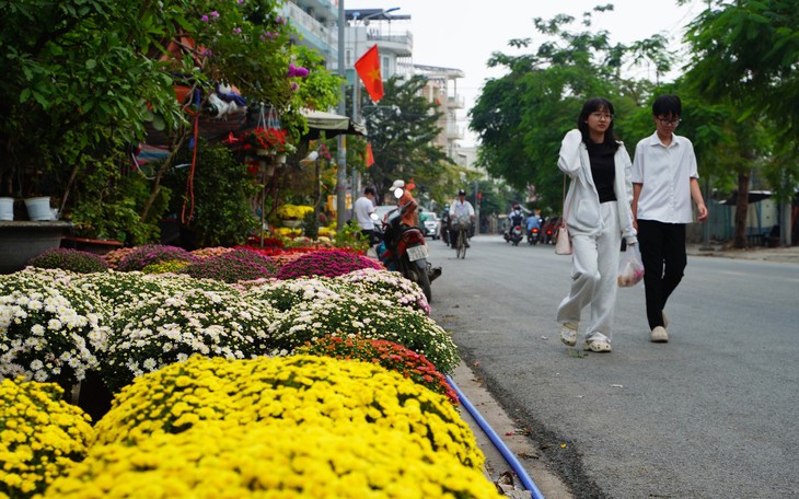 Thị trường hoa Tết Đà Nẵng bất ngờ với...'cúc lùn' - Ảnh 7.