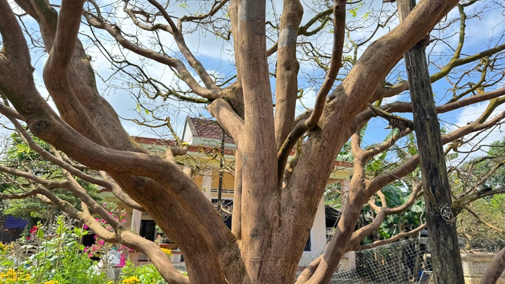Ngắm cội mai vàng 70 năm tuổi ở Quảng Ngãi, được chủ nhân định giá 3,5 tỉ - Ảnh 3.