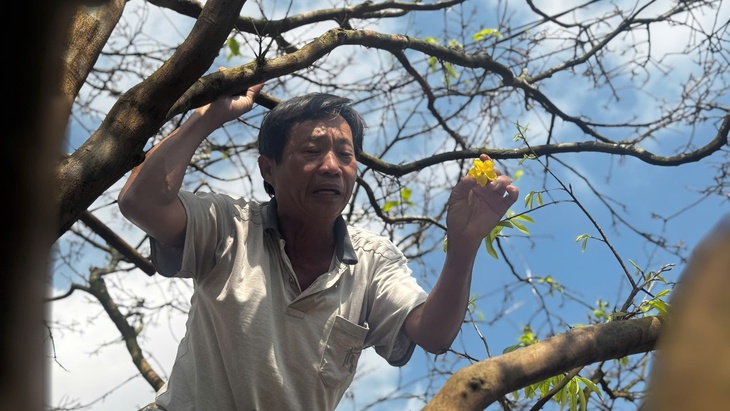 Ngắm cội mai vàng 70 năm tuổi ở Quảng Ngãi, được chủ nhân định giá 3,5 tỉ - Ảnh 4.