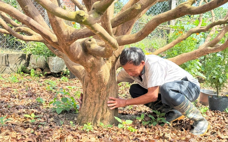 Xuất hiện cụ mai vàng trả tiền tỉ chủ nhân chưa bán, gây 'sốt' ở chợ hoa xuân Quảng Ngãi - Ảnh 10.