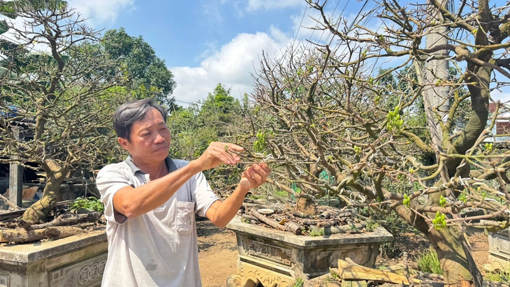Ngắm cội mai vàng 70 năm tuổi ở Quảng Ngãi, được chủ nhân định giá 3,5 tỉ - Ảnh 6.