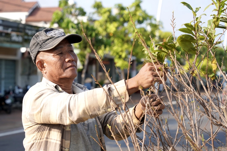 mai vàng - Ảnh 3.