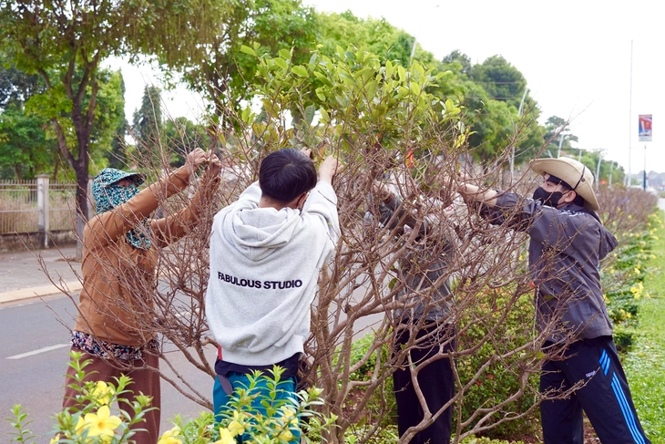 mai vàng - Ảnh 4.