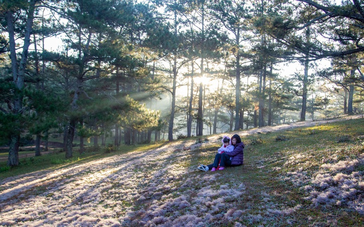 Đà Lạt làm bản đồ số “săn” mai anh đào theo thời gian thực trên nền tảng Google Maps - Ảnh 2.