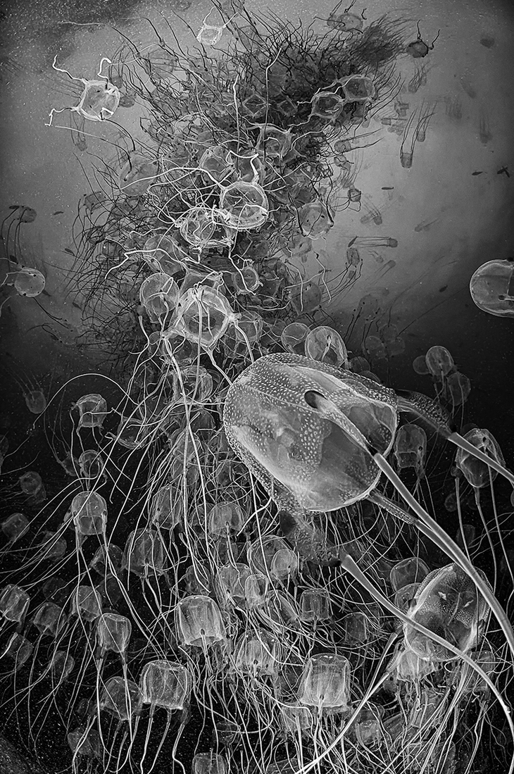 Nhiếp ảnh gia Việt Nam đoạt giải thưởng Nhiếp ảnh trắng đen quốc tế 2025 - Ảnh 10.