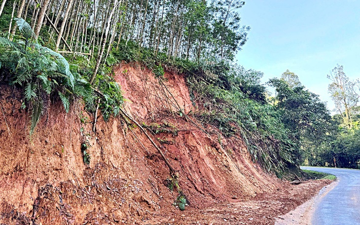 Rừng keo - cây xóa đói giảm nghèo và nỗi lo sạt lở? - Ảnh 3.