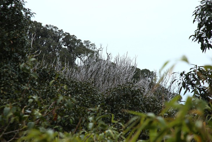 băng giá - Ảnh 5.