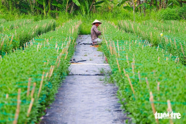 Hoa Tết - Ảnh 6.