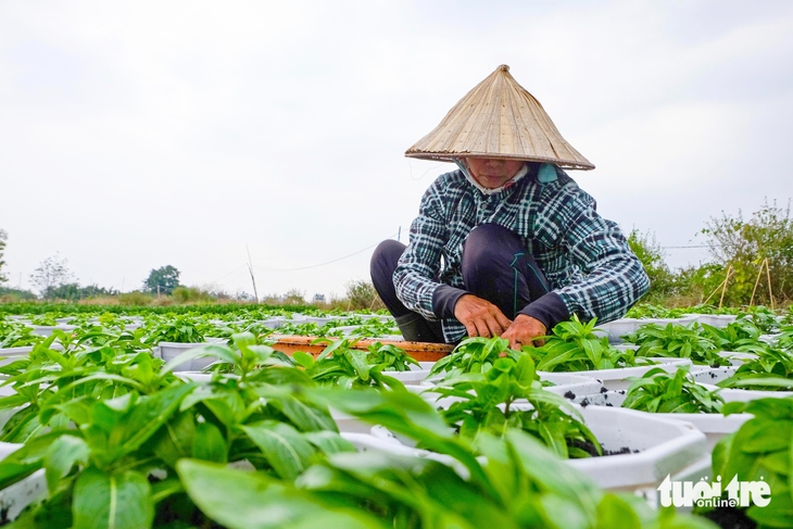 Hoa Tết - Ảnh 8.