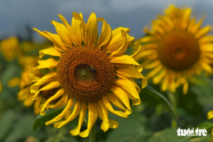 Ngẩn ngơ trước cánh đồng hoa hướng dương ở Quảng Ngãi - Ảnh 3.