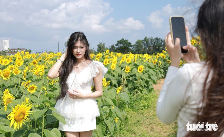 hoa hướng dương - Ảnh 5.