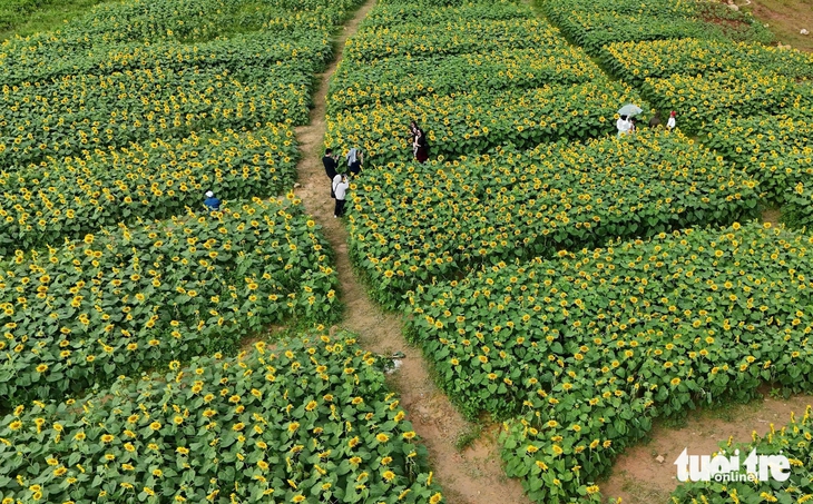 hoa hướng dương - Ảnh 7.