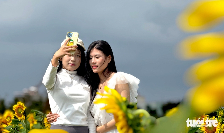 Ngẩn ngơ trước cánh đồng hoa hướng dương ở Quảng Ngãi - Ảnh 1.