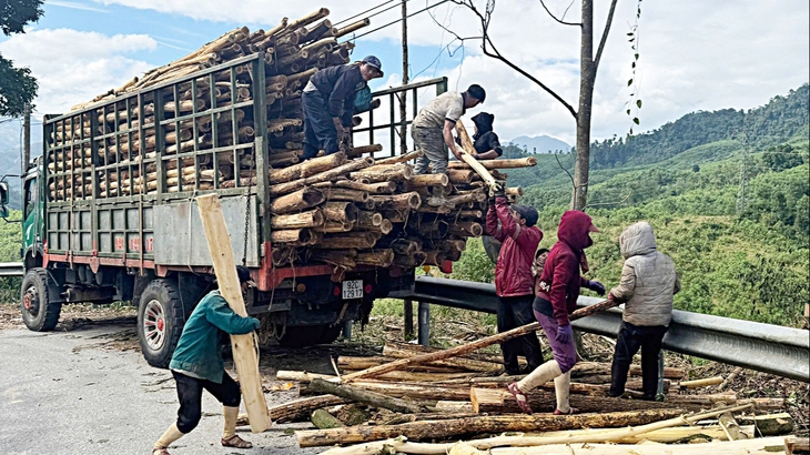 rừng keo - Ảnh 2.