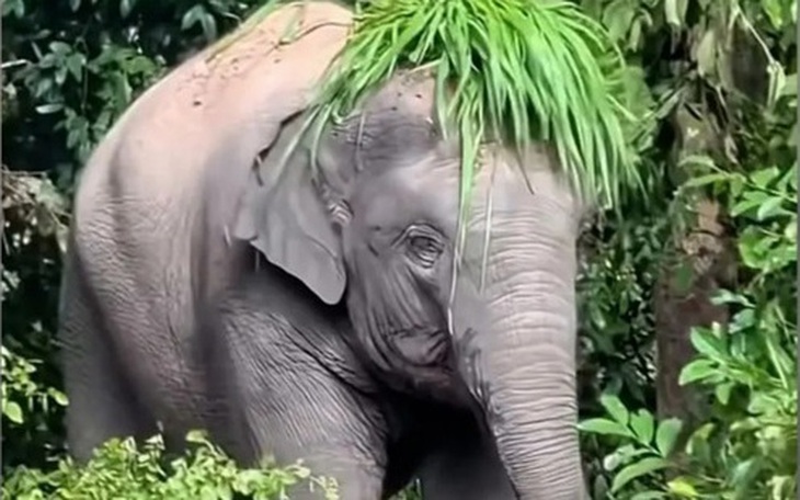 Lò bán bài: Mối đe dọa mới đối với xuất bản khoa học - Ảnh 3.