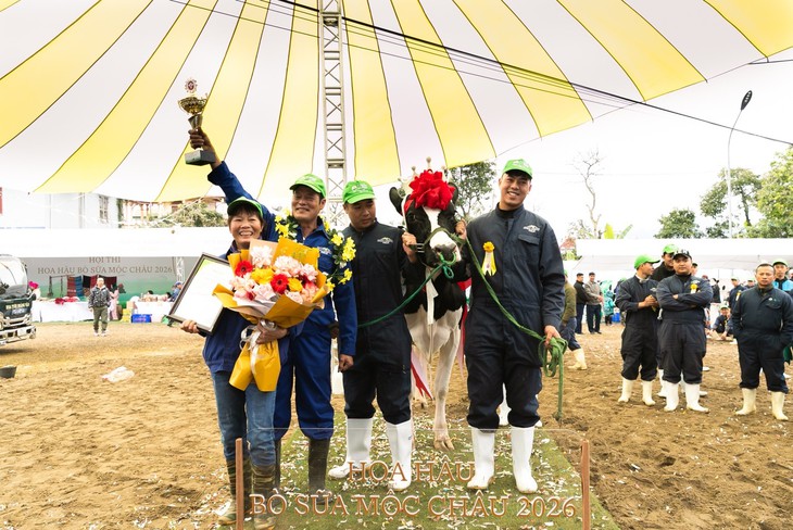 bò sữa - Ảnh 2.