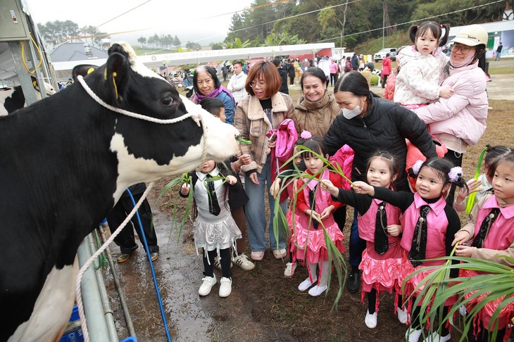 bò sữa - Ảnh 1.
