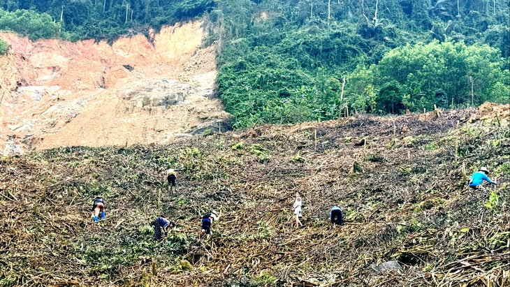 Rừng keo - cây xóa đói giảm nghèo và nỗi lo sạt lở? - Kỳ 2: Hiệu quả kinh tế cây keo tới đâu? - Ảnh 1.