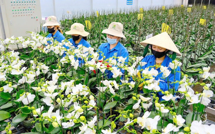 Mưa trái mùa tạm lui, TP.HCM có thể lạnh 17-18 độ C cuối tuần này - Ảnh 3.