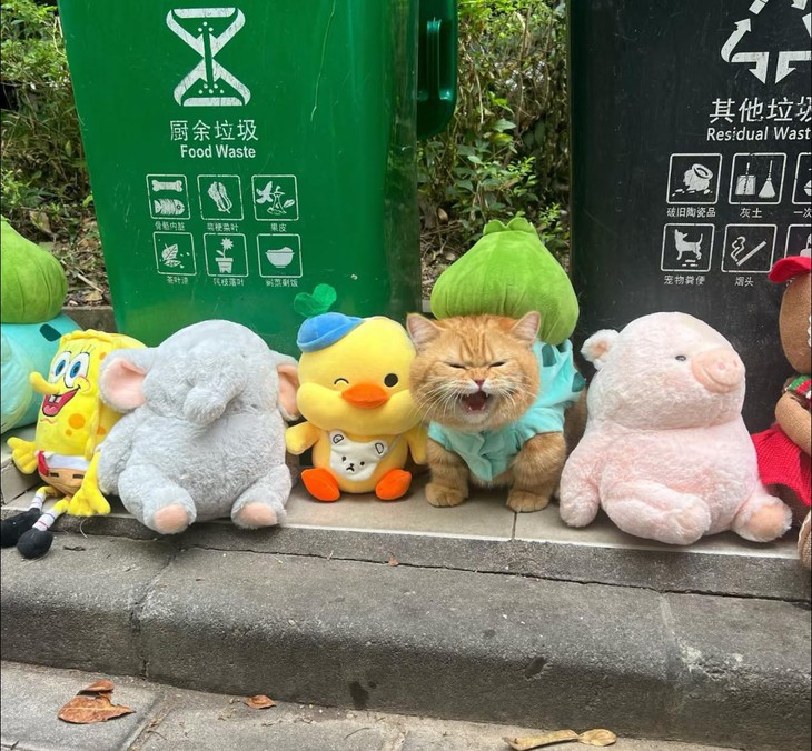 ảnh vui - Ảnh 6.