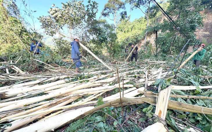 Chủ tịch Uỷ ban Mặt trận Tổ quốc TP Đà Nẵng: 'Sẽ tổ chức hội thảo đánh giá toàn diện về rừng keo' - Ảnh 3.