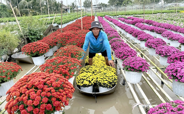 Thời tiết miền Tây trở lạnh có ảnh hưởng đến hoa Tết?   - Ảnh 6.