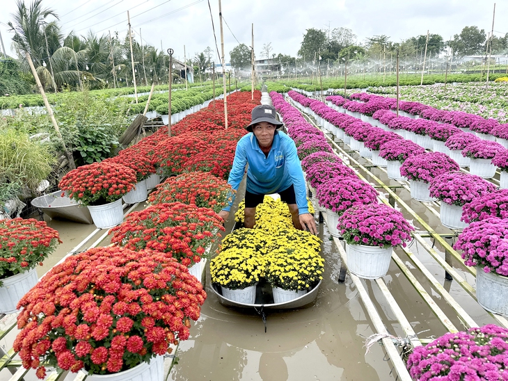 hoa tết - Ảnh 1.