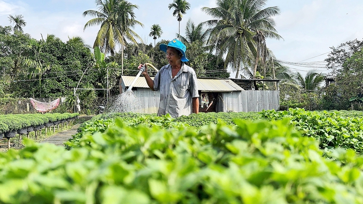 hoa tết - Ảnh 2.