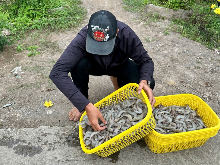 Người nuôi tôm trúng mánh dịp cận Tết - Ảnh 2.