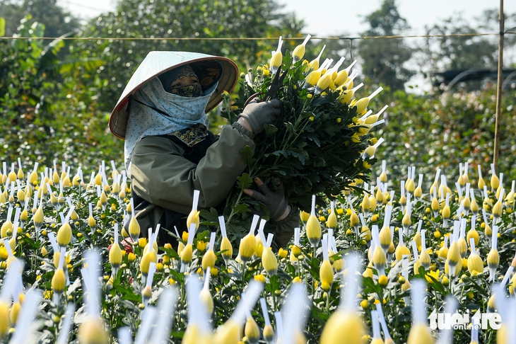 giá hoa Tết Mê Linh - Ảnh 3.