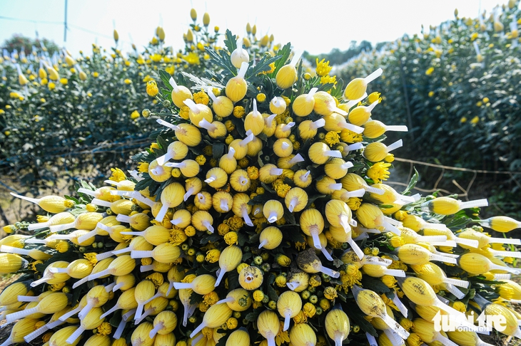 giá hoa Tết Mê Linh - Ảnh 9.