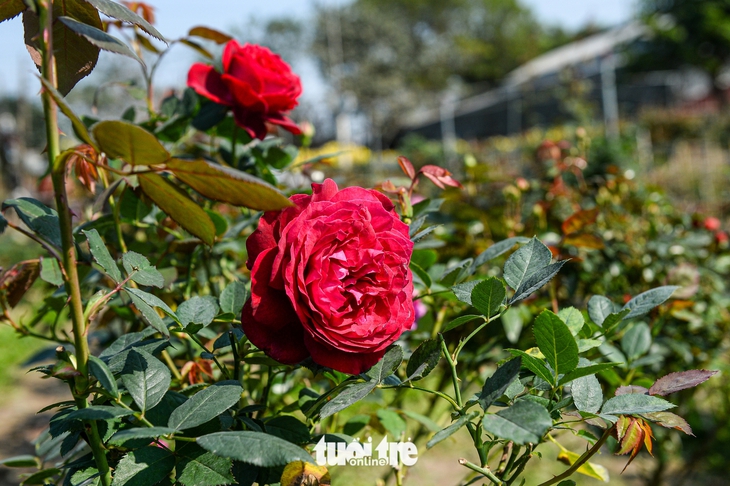 giá hoa Tết Mê Linh - Ảnh 4.