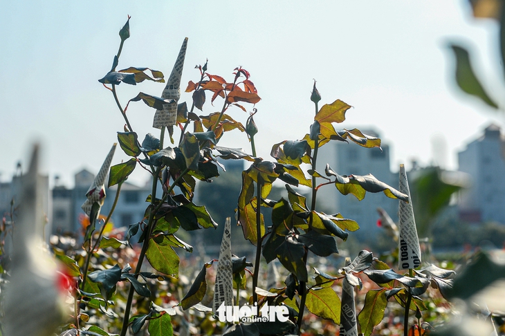 giá hoa Tết Mê Linh - Ảnh 5.