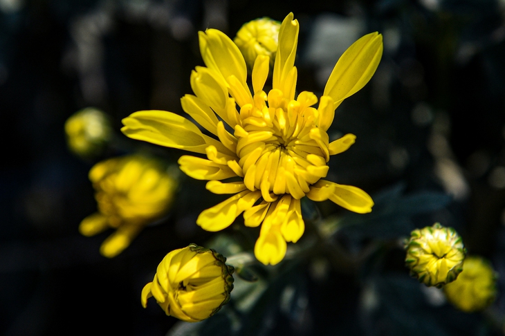 Cung điện cao 1m và vạt áo đẫm mùa xuân - Ảnh 2.