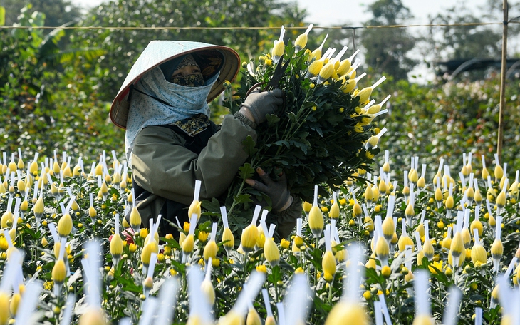 Quýt hình ngựa, quất cổ thụ từ Hưng Yên đi khắp Bắc – Nam dịp Tết 2026 - Ảnh 14.