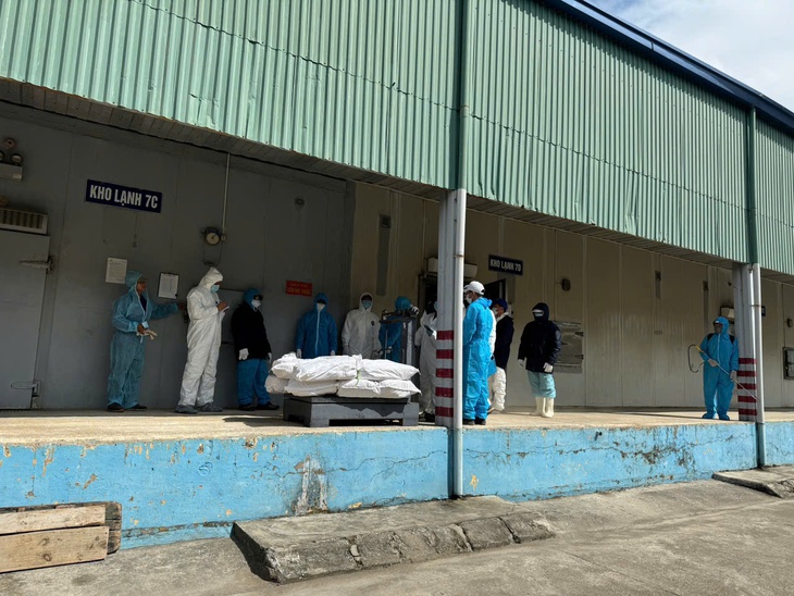 dịch tả lợn châu phi - Ảnh 2.