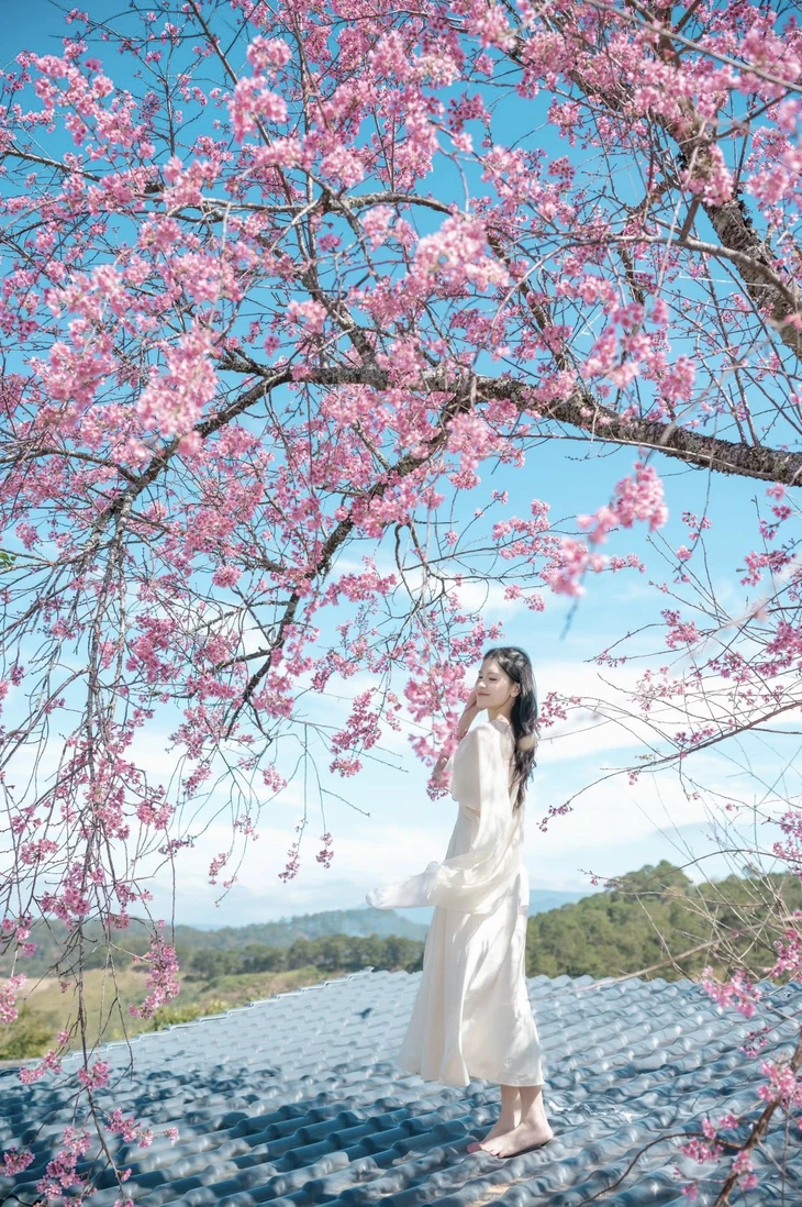 mai anh đào - Ảnh 2.