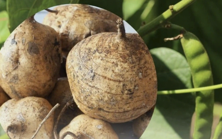 Ăn hạt củ sắn coi chừng nguy hiểm tính mạng - Ảnh 1.