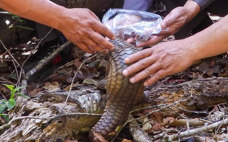 Diều hoa Miến Điện, tê tê java, cu li nhỏ được thả về Vườn Quốc gia Kon Ka Kinh - Ảnh 2.