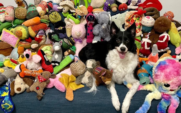 Nhật Bản: Tinh tinh 'thiên tài' biết chữ, phân biệt màu qua đời ở tuổi 49 - Ảnh 2.